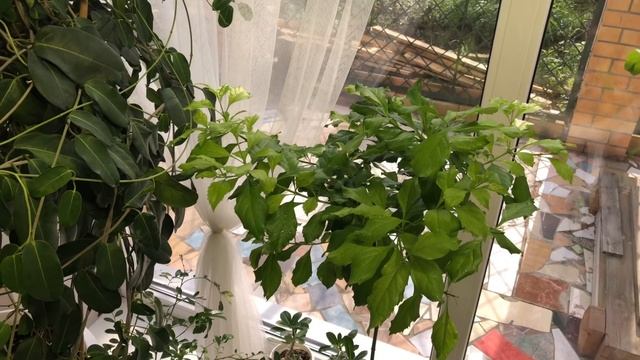 ОБЗОР МОИХ КОМНАТНЫХ РАСТЕНИЙ В СЕНТЯБРЕ 2020 4К | ЛАМПА MARS HYDRO LED смотреть онлайн