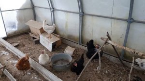содержание кур зимой в парнике-курятнике