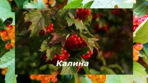 20 САМЫХ ПОЛЕЗНЫХ ПРОДУКТОВ ДЛЯ УКРЕПЛЕНИЯ СОСУДОВ И ДЛЯ ПОВЫШЕНИЕ ТОНУСА. ЗДОРОВАЯ ЖИЗНЬ.