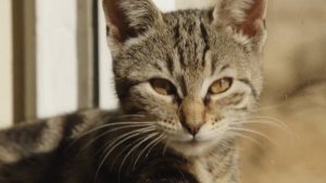 Нежное лечебное мурчание кошки для сна и расслабления | ASMR Мурлыканье кошки | АСМР