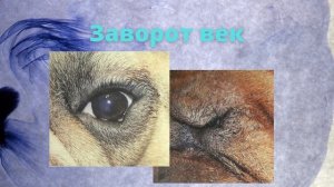 ЗАВОРОТ ВЕКА У СОБАК И КОШЕК