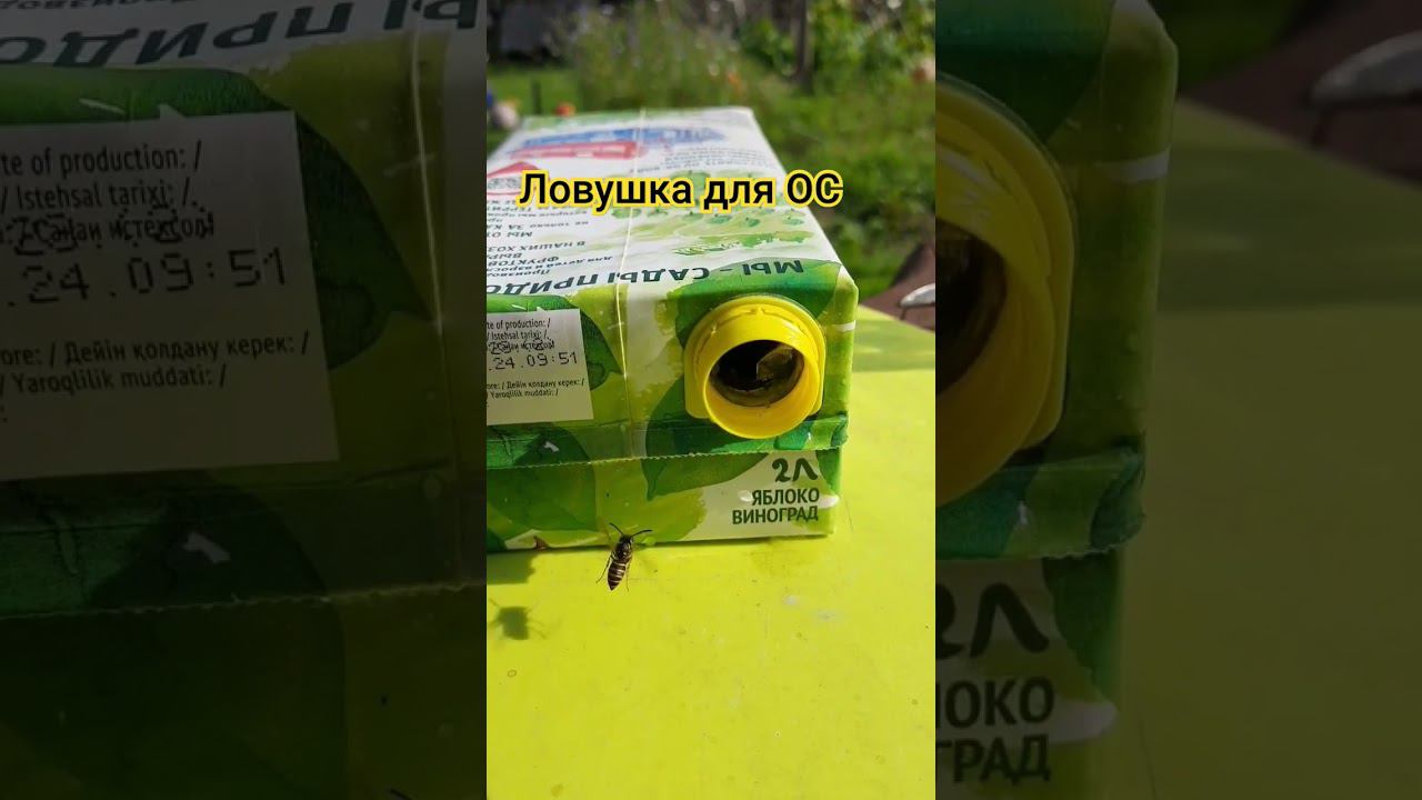 Коробка с остатками сока и 1/3 воды, через час пол коробки ос #ловушкадляос осы на даче смотреть онлайн