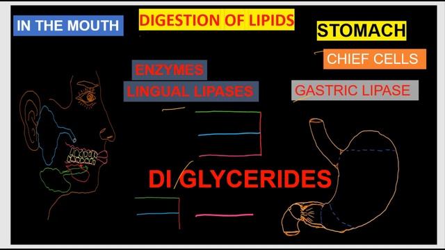 Digestion and Absorption of Lipids Digestion of Fat Digestive System GIT Anatomy Physiology Part 15 смотреть онлайн