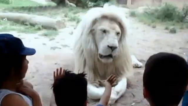 дети разозлили редкого Белого льва смотреть онлайн