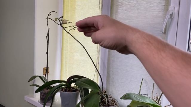 ЦВЕТОНОС ОРХИДЕИ растёт - можно ли вертеть орхидею и НЕ срезать старый цветонос смотреть онлайн