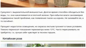 Большие комнатные растения настоящие великаны