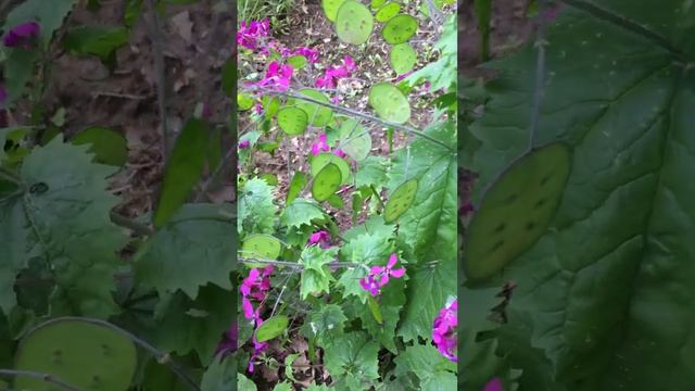 Lunaria annua | Honesty  plant | Judas penning | Sedef çiçeği