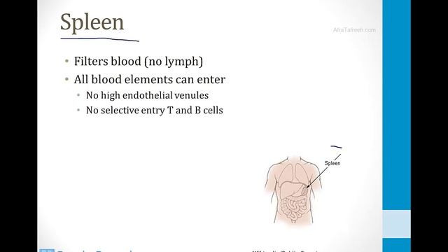 Иммунология USMLE - 1. Основы - 5.Лимфатические узлы и селезёнка