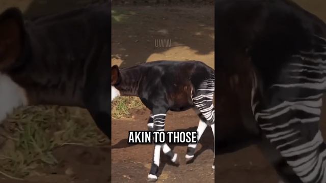 Okapi: The Enigmatic Blend of Zebra and Giraffe #animal #fact #okapi #shorts