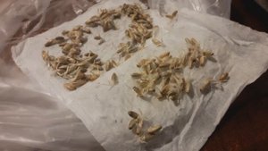 Выращиваем рожь
