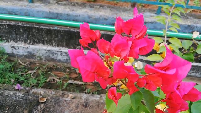 Kageji phulla, Bougainvillea, କାଗେଜି ଫୁଲ, смотреть онлайн