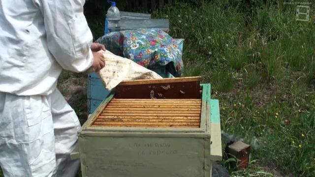 ДЕЛАЕМ ОТВОДКИ ПЧЕЛ-МЕРА ПРОТИВ РОЕНИЯ И ВАРИАНТ УВЕЛИЧЕНИЯ ПАСЕКИ. ЛЮБИТЕЛЬСКОЕ ПЧЕЛОВОДСТВО С "0" смотреть онлайн