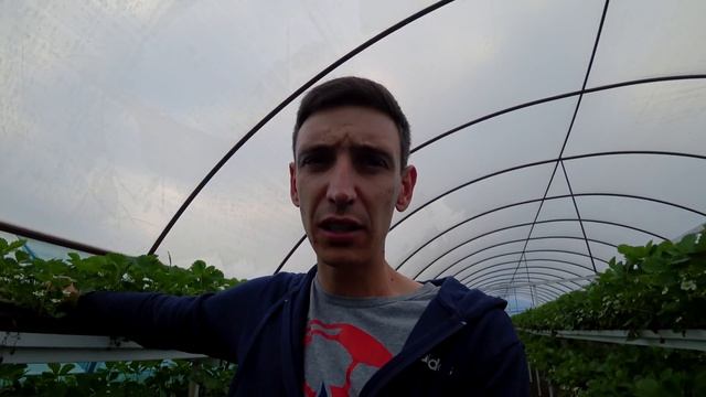 Рассада клубники. Ошибки при покупке рассады смотреть онлайн