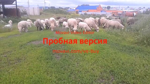 Овцы романовской породы, помесь романовской и куйбышевской пород смотреть онлайн