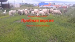 Овцы романовской породы, помесь романовской и куйбышевской пород