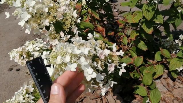 МОИ ГОРТЕНЗИИ . ГОРТЕНЗИЯ МЕТЕЛЬЧАТАЯ АНГЕЛС БЛАШ. смотреть онлайн