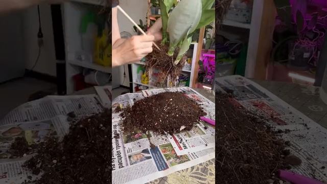 Сансевиерия муншайн