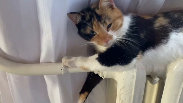 Как кошки переносят зимние морозы смотреть онлайн