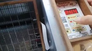 Блиц 48 Инкубатор