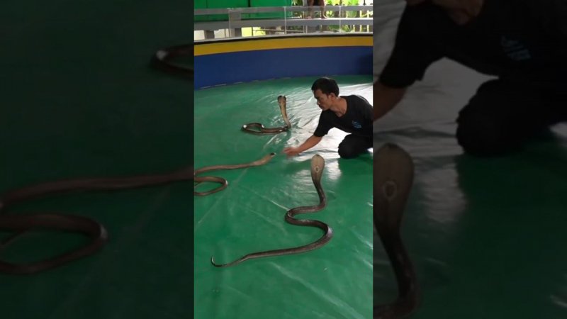 Пхукет, змеинная ферма, Phuket Snake Farm,