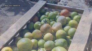 Кишлак НАМДАНАК(Номданак). Такого не Ожидал Увидеть!!! Паркент. Ташкент. Узбекистан.