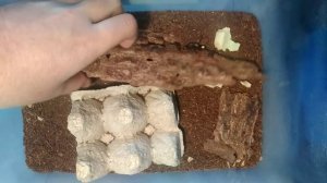 Мадагаскарские тараканы - подробнее о размножении