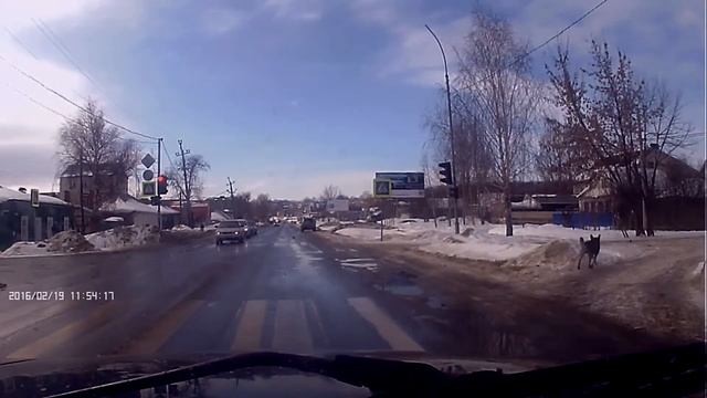 Собака умнее человека г Моршанск смотреть онлайн