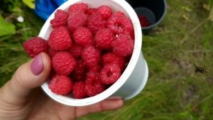 Сбор диких ягод в Сибири