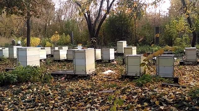 Перевод пчёл на рамку 145 мм - опыт и размышления
