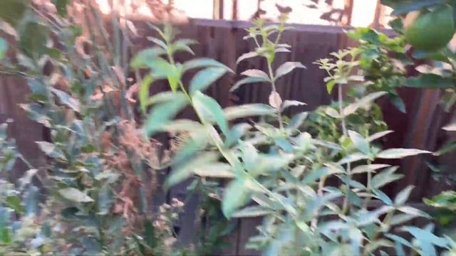 URBAN GARDEN TOUR IN NOVEMBER - LOS ANGELES CALIFORNIA