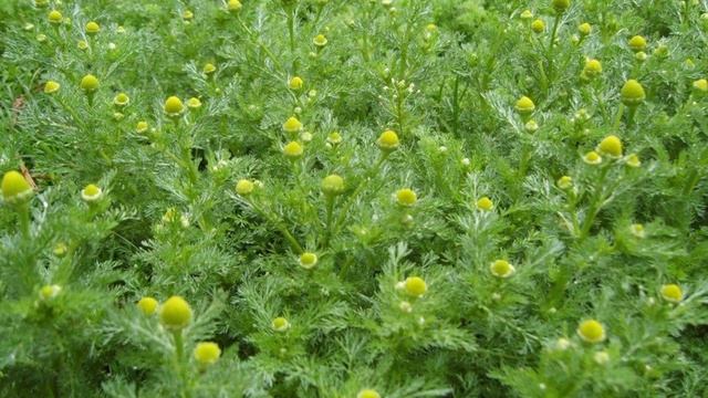 ?Топ 7 трав и ?Топ 7 плодов для разжижения крови смотреть онлайн