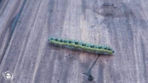 Капустница. Гусеница Pieris brassicae. Насекомые средней полосы. | Лесной дух