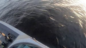 Рыбинка. Рыбалка на рыбинском водохранилище. Ловим крупного окуня.