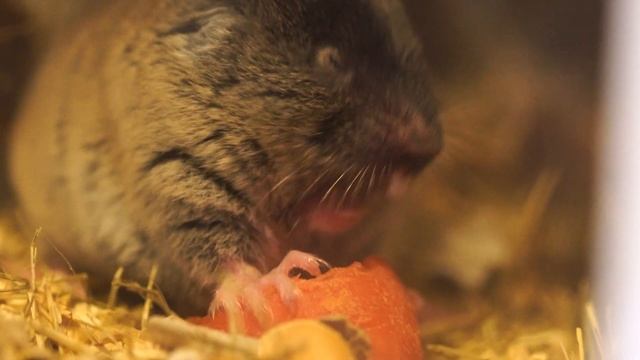 Слепушата 4К смотреть онлайн