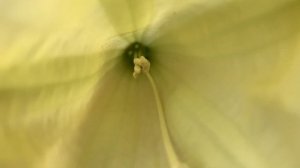 ANGELS TRUMPETS = BRUGMANSIA (flowers)