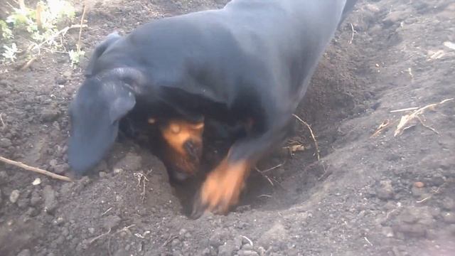 Декстер дачник смотреть онлайн