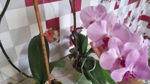 Почему не цветет орхидея.