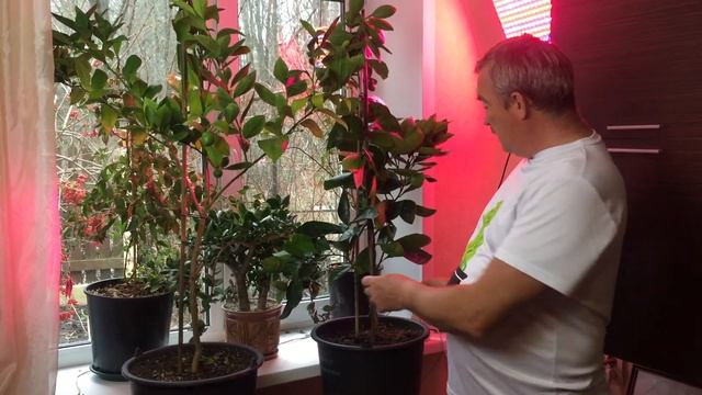 Лимоны и апельсины зимой в квартире смотреть онлайн