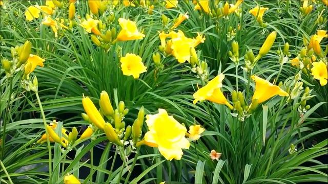 Best Perennials, Hemerocallis 'Stella De Oro' (Daylily)
