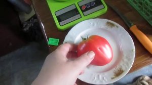 Томат Любимый размер.