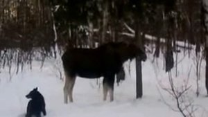 Собака лает на лося!