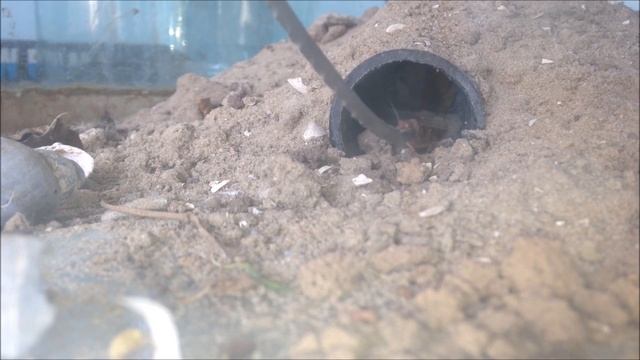 Мой питомец-ТАРАНТУЛ!!!Кормим ядовитого паука смотреть онлайн