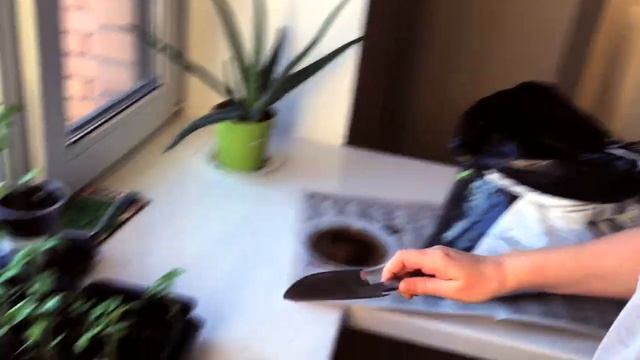 Пересадка рассады помидор в большие горшочки смотреть онлайн