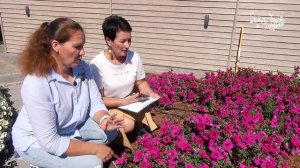 ПЕТУНИИ! САМЫЕ ЛУЧШИЕ СОРТА И ГИБРИДЫ НА ОДНОМ УЧАСТКЕ.