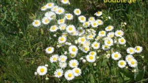 Edward MacDowell: Soubrette