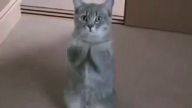 Умоляющий котик