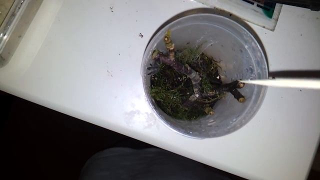 Avicularia Purpurea Feeding2 HD смотреть онлайн