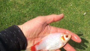 золотая рыбка, три желания