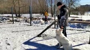 Белая швейцарская овчарка Джой, команда "Место"