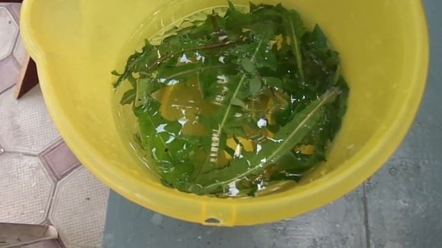 Кормим карпов Кои. смотреть онлайн